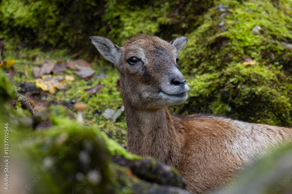 Capreolus capreolus european roe deer female on a field. Very close-up head portrait. Eye to eye contact. Capreolus capreolus european roe deer female on a field. Very close-up head portrait. Eye to eye contact.