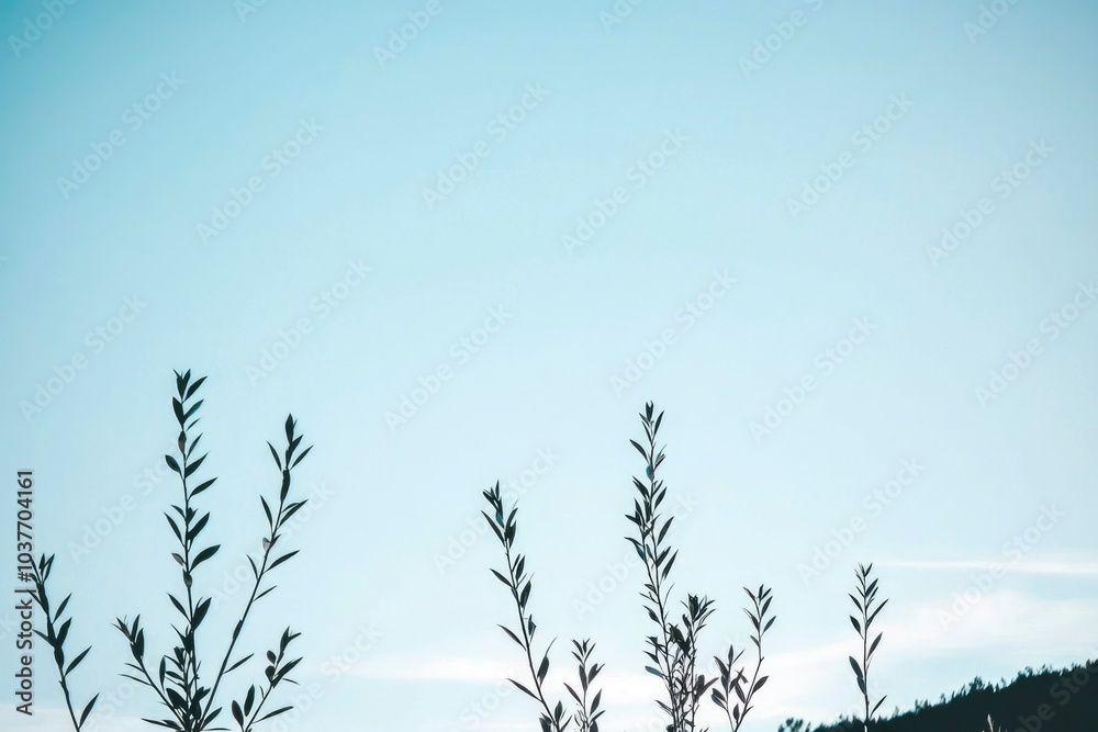 Fototapeta premium Silhouetted Branches Against a Pale Blue Sky