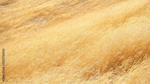 Parched grasslands during a severe drought increasing the likelihood of wildfire outbreaks Stock Photo with side copy space