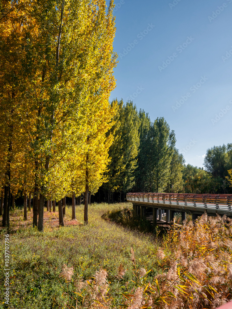 Colorful walking trails in the park in autumn