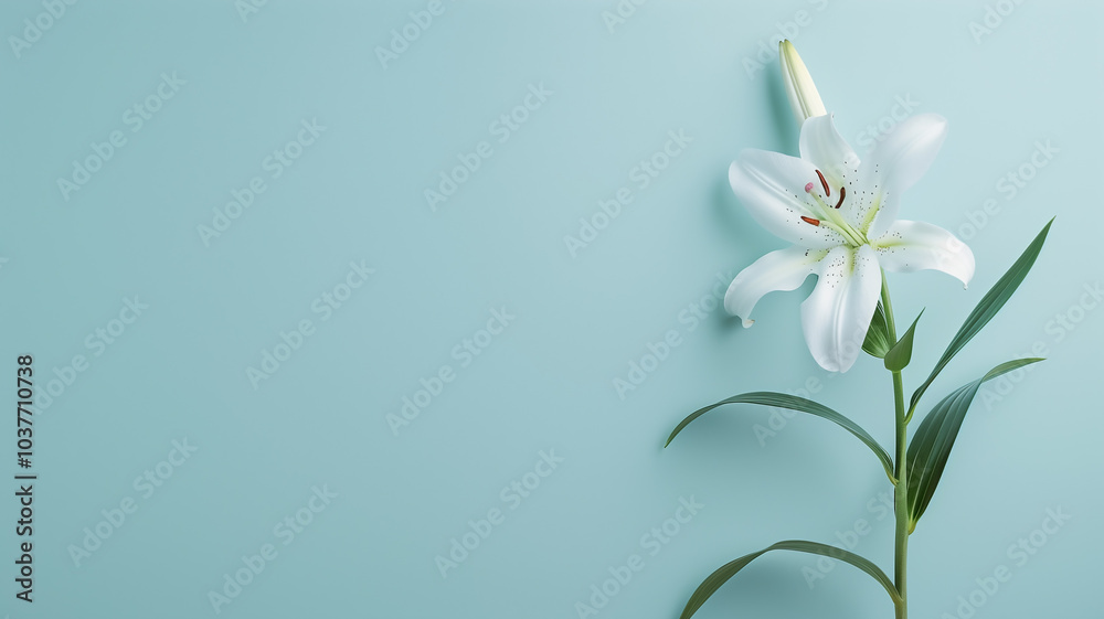 Fototapeta premium White Lily Flower on Light Blue Background with Copy Space