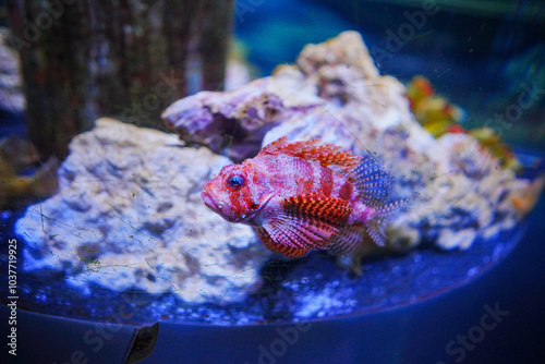 puffer fish with cute smile