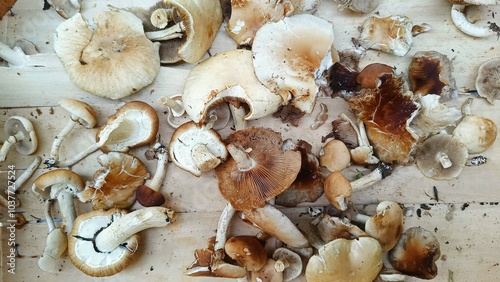 Lots of mushrooms on the wooden floor