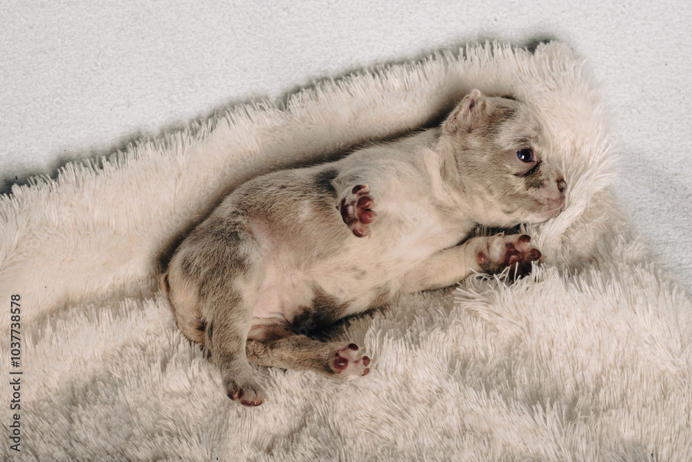 Photo session with portraits of white, brown, and spotted French bulldog puppies.
