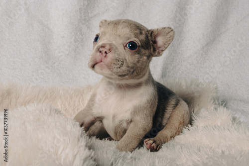 Photo session with portraits of white, brown, and spotted French bulldog puppies.