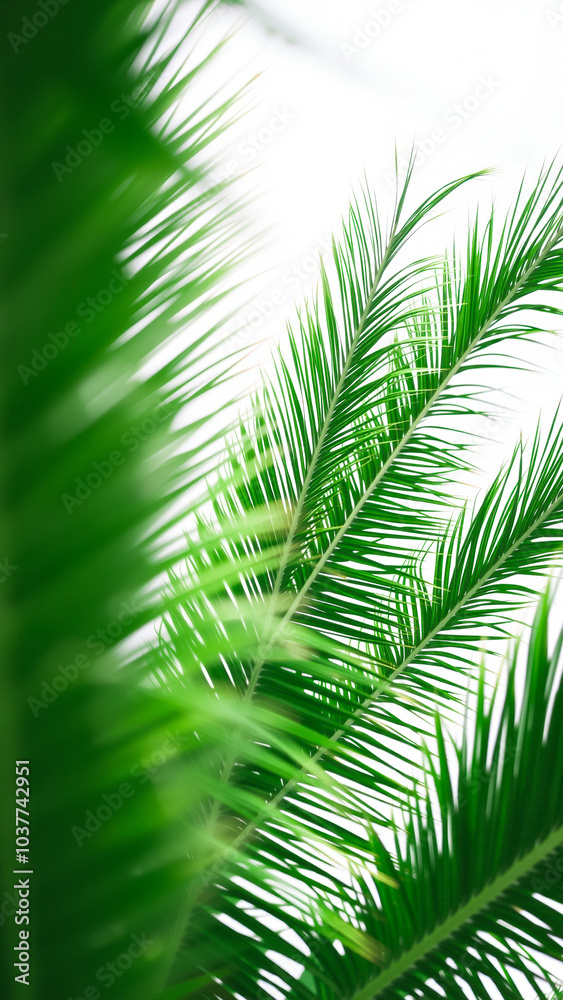 detailed view vibrant green palm fronds detailed view vibrant green palm fronds