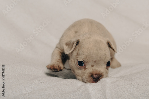 Photo session with portraits of white, brown, and spotted French bulldog puppies.