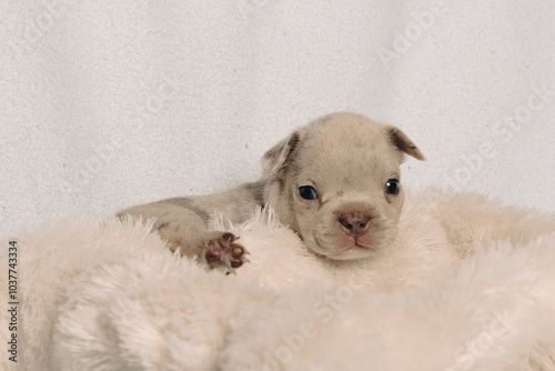 Photo session with portraits of white, brown, and spotted French bulldog puppies.