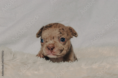 Photo session with portraits of white, brown, and spotted French bulldog puppies.