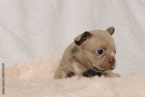 Photo session with portraits of white, brown, and spotted French bulldog puppies.
