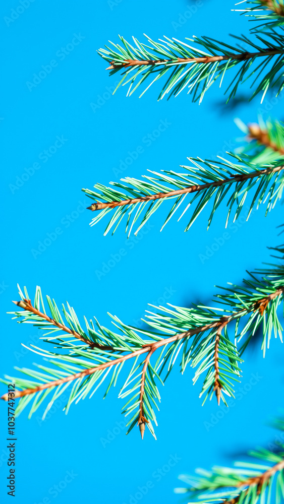 single pine branch against a blue background single pine branch against a blue background