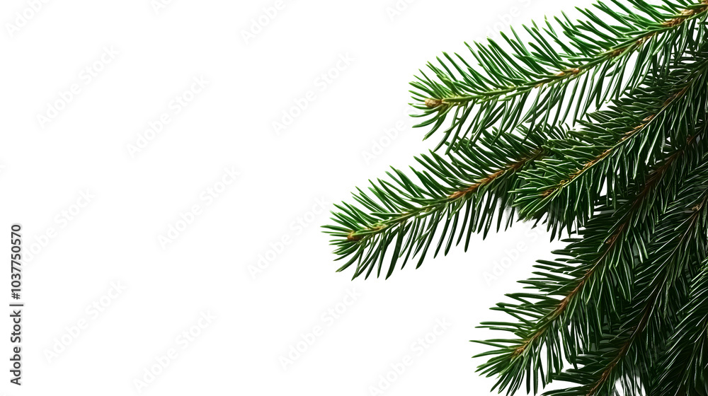 Fresh Green Pine Branch on a Black Background, transparent bg Fresh Green Pine Branch on a Black Background, transparent bg