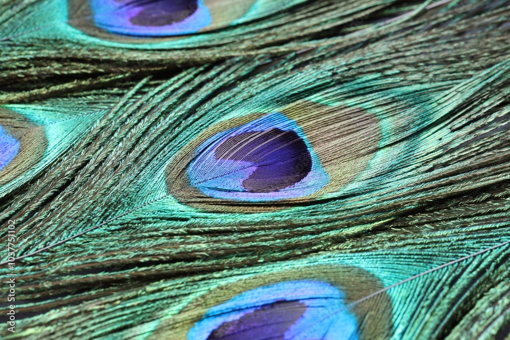Fototapeta premium Beautiful bright peacock feathers as background, closeup