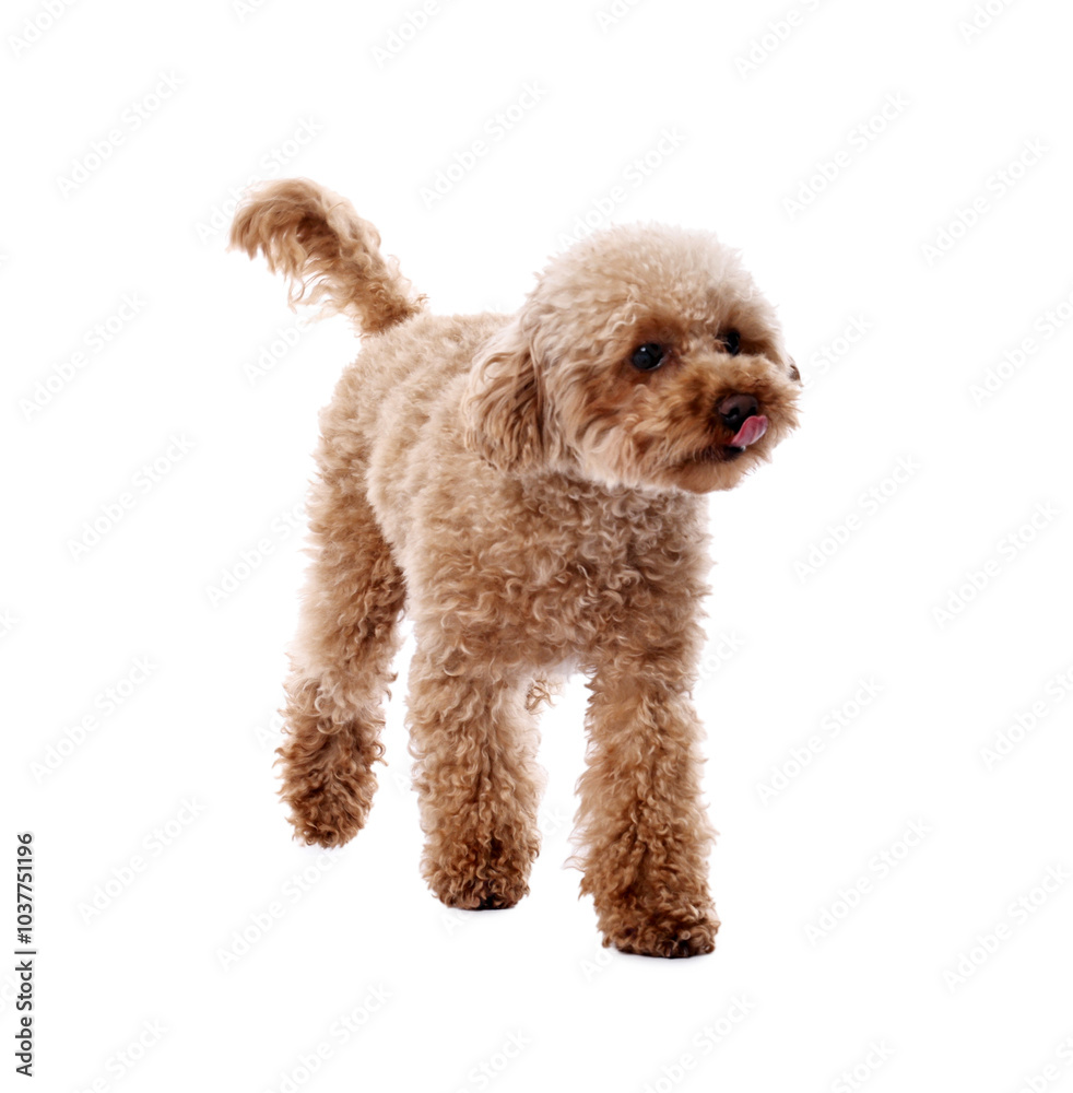 Cute Maltipoo dog on white background. Lovely pet Cute Maltipoo dog on white background. Lovely pet