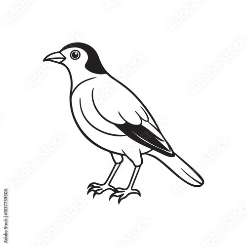 Mayna bird silhouette vector style with white background. photo