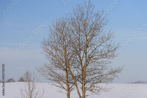 北海道 冬の美瑛の雪景色