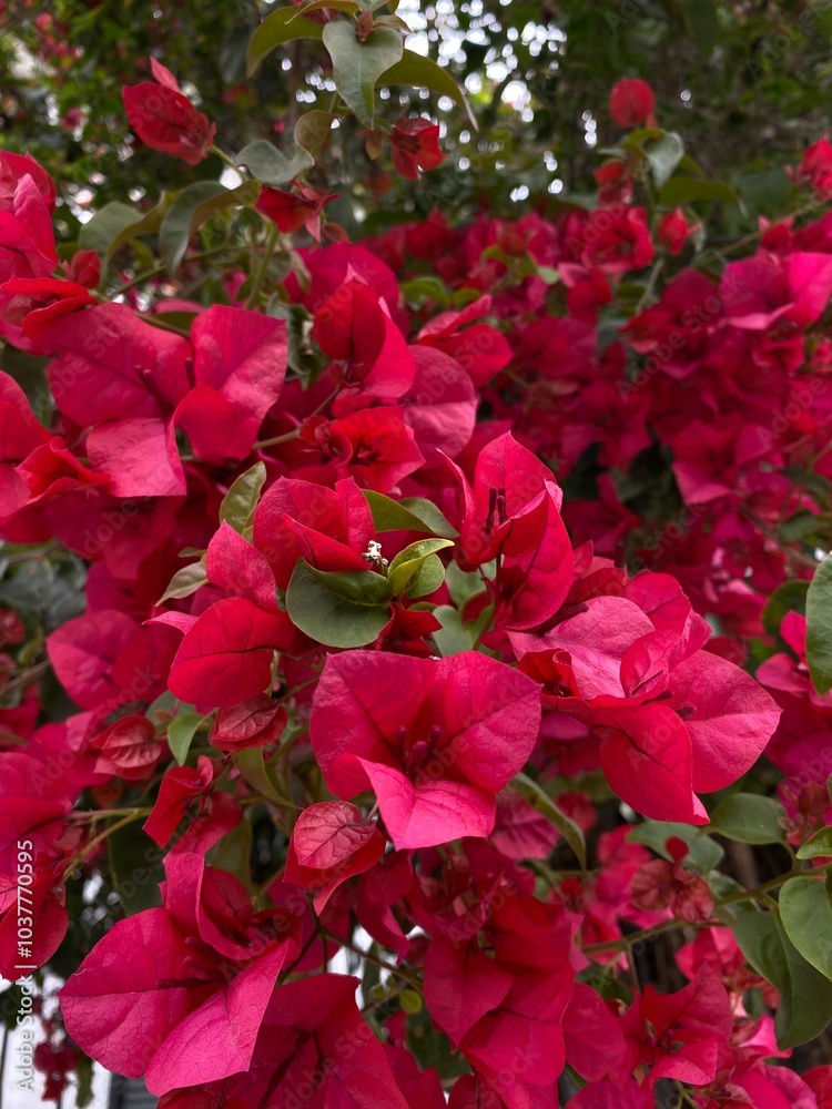 The beautiful flowers of the Bougainvillea flowers or paperflower, is the most common species of bougainvillea used for bonsai. 