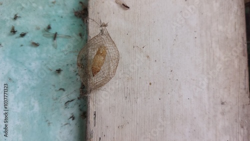 A caterpillar cocoon is in the process of metamorphosis and is attached to the window of an old house 