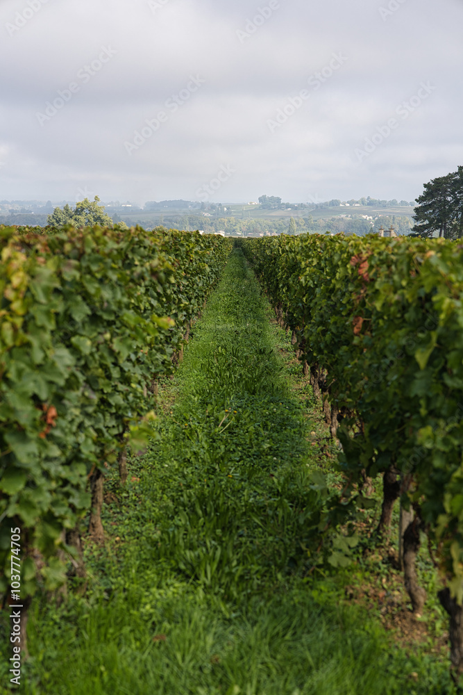 Bordeaux,France - October 4, 2024: Beautiful vineyard in autumn in Bordeaux, France. The grape variety is Merlot. Bordeaux,France - October 4, 2024: Beautiful vineyard in autumn in Bordeaux, France. The grape variety is Merlot.