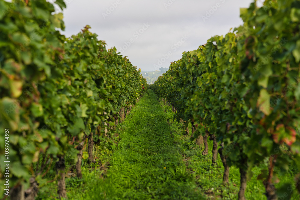 Bordeaux,France - October 4, 2024: Beautiful vineyard in autumn in Bordeaux, France. The grape variety is Merlot. Bordeaux,France - October 4, 2024: Beautiful vineyard in autumn in Bordeaux, France. The grape variety is Merlot.