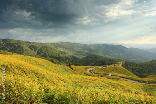 Sunset time at Thungbuatong plant  Doi Mae U-Kho Mountain Mae Hong Son Province, Thailand  photo