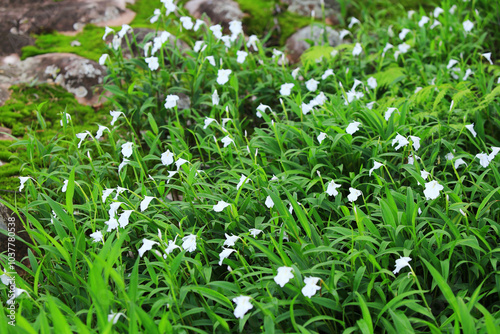 Caulokaempferia alba wild flowers in Lan Hin Poom Viewpoint at Phu Hin Rong Kla National Park in Phitsanulok Province. Thailand