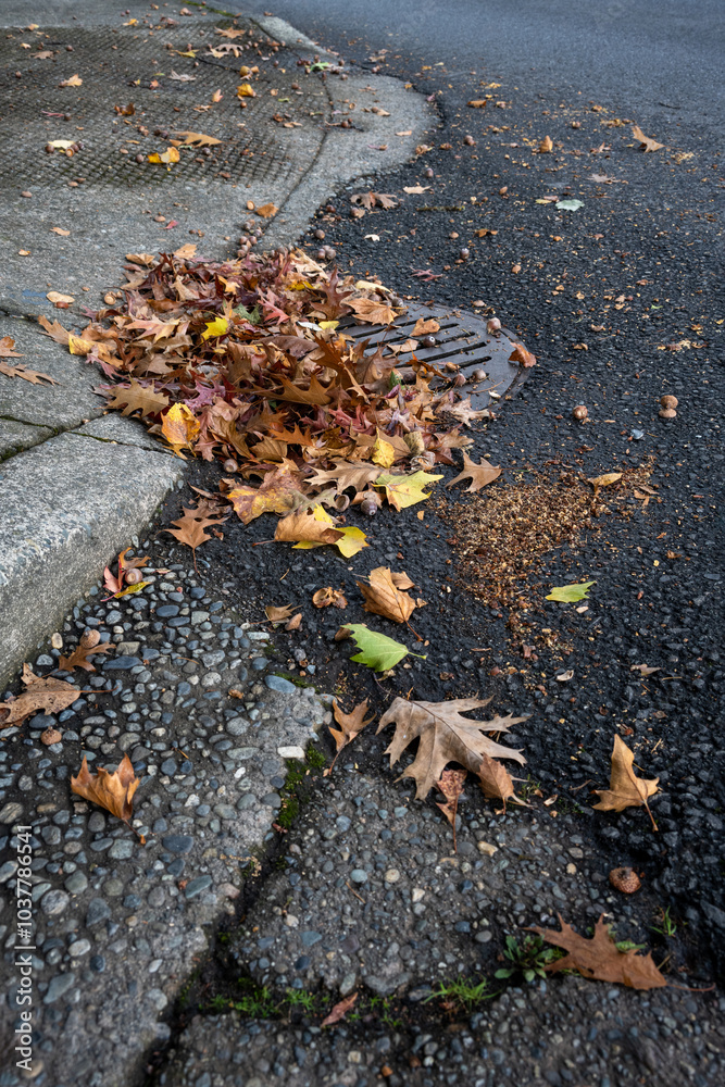 Obraz premium Round iron stormwater drain in a city street next to a weathered concrete sidewalk with access ramp on a corner, blocked and clogged by fall oak leaves and acorns 