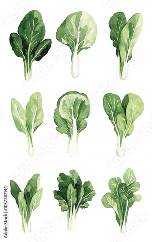 Watercolor painting of nine bok choy vegetables on a white background.