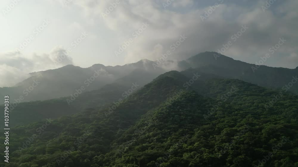 Selva con niebla Selva con niebla