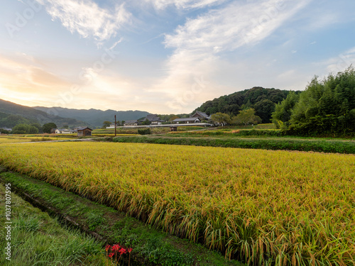 明日香村の橘寺前に広がる田園風景 photo