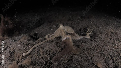 Long-arm octopus - Abdopus sp. hunting in the night. Underwater macro video 4k. Night dive in Tulamben, Bali, Indonesia.	 photo