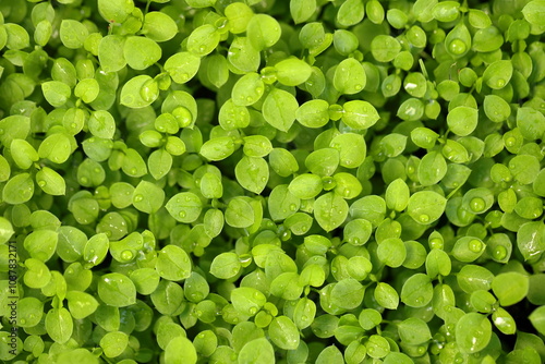 Young green plant leaves with water drops