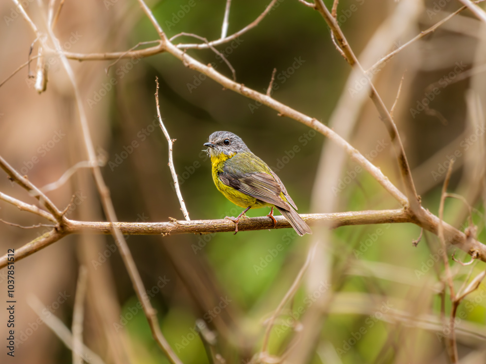 Obraz premium Eastern Yellow Robin On Horizontal Perch