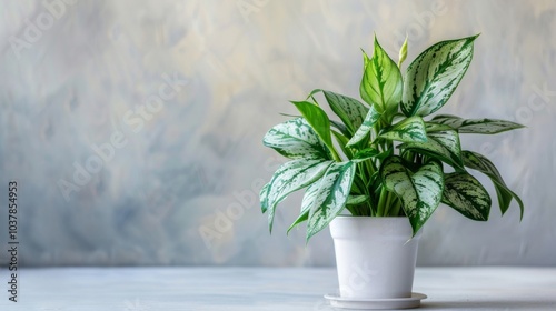 Modern indoor plant isolate on white background