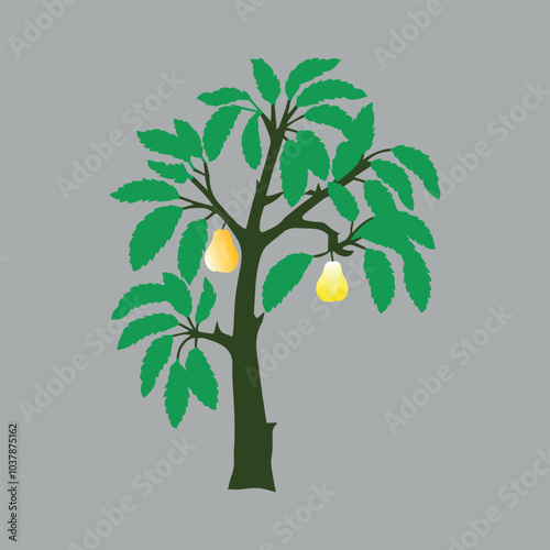 a pear tree branch with pears, vector illustration 