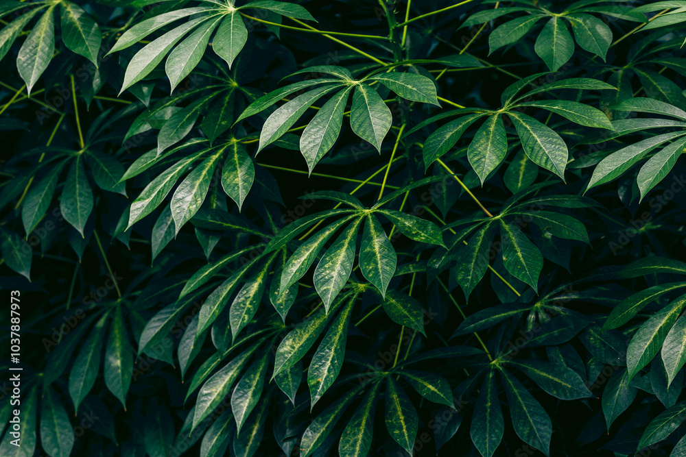 Green leaves natural background. green plants Green leaves natural background. green plants