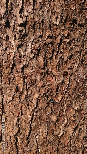 Texture of Wood at Hot Sunny Day