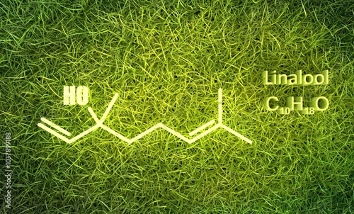 Structural chemical formula of linalool. Linalool is an aromatic terpene, the major component of essential oils, used in floral fragrances. Green grass background. 3D render photo