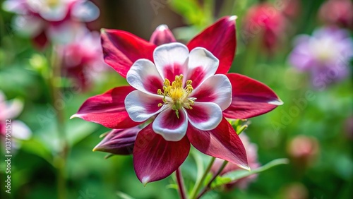 High angle view of aquilegia vulgari columbine winky double red white plant with flowers photo