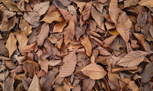 Dry brown leaves in a pile. Autumn nature concept for wallpaper or background design.