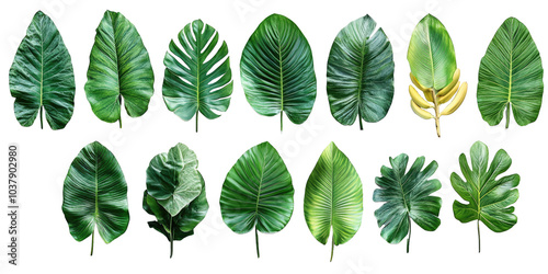 Set of lush green banana leaves isolated on a white transparent background