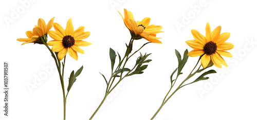 three set of A bunch of yellow flowers isolated transparent background
