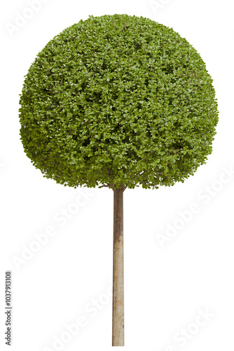 A Tall Topiary Ficus Concinna Bonsai Pruned Tree in Spherical Shape - Front View photo