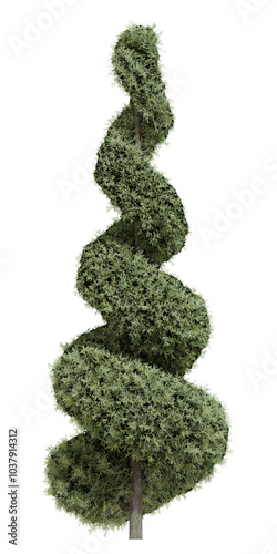 Spiral Topiary Italian Cypress Shrub
