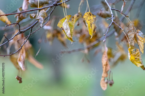 wilted linden leaves and seeds hanging on branch. Gloomy autumn season atmosphere.