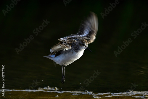 Zwergstrandläufer //  Little Stint (Calidris minuta) photo