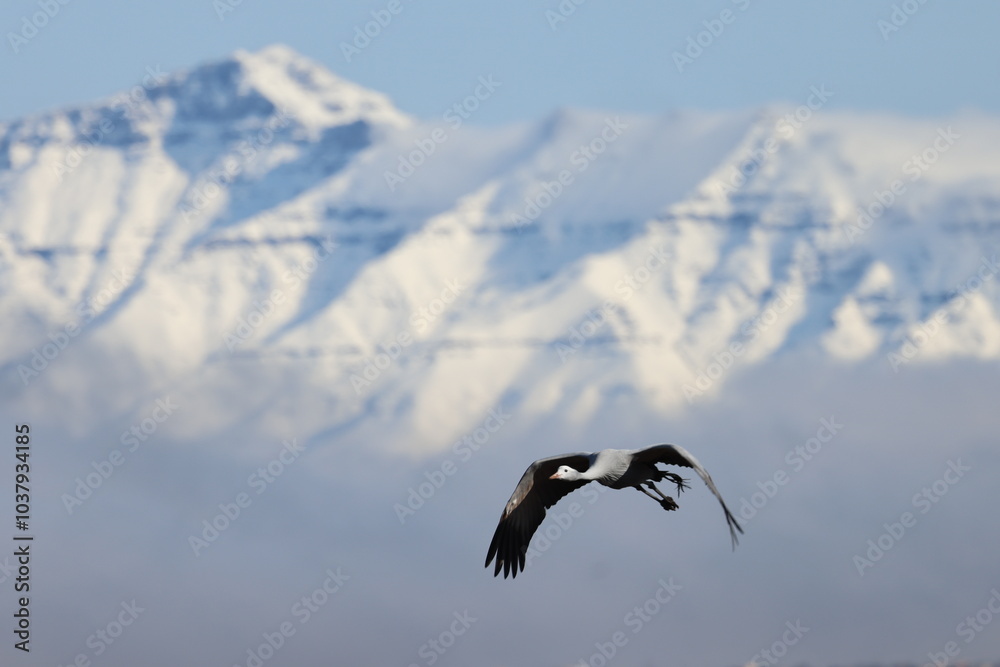Naklejka premium Blue crane and snowy peaks