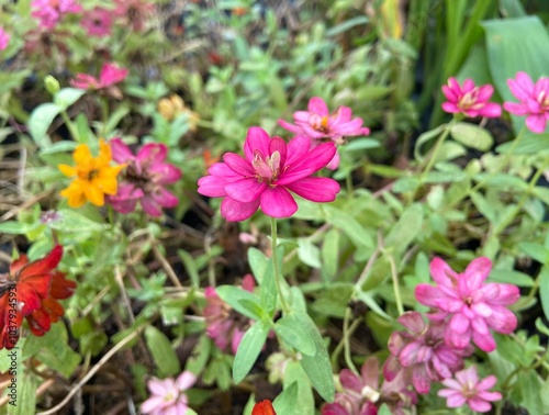 Pink Zinnia elegans in the park