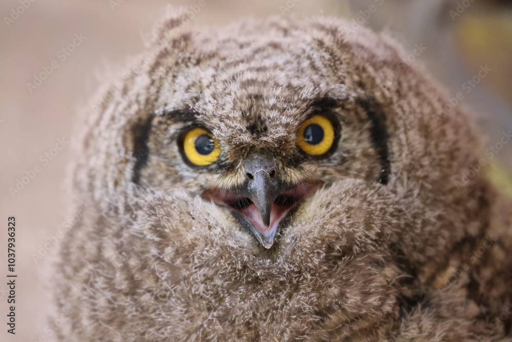 Owl close-up Owl close-up