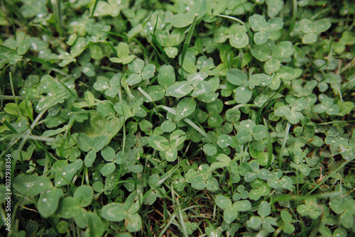 A collection of vibrant green plants adorned with glistening water droplets resting gently on their leafy surfaces